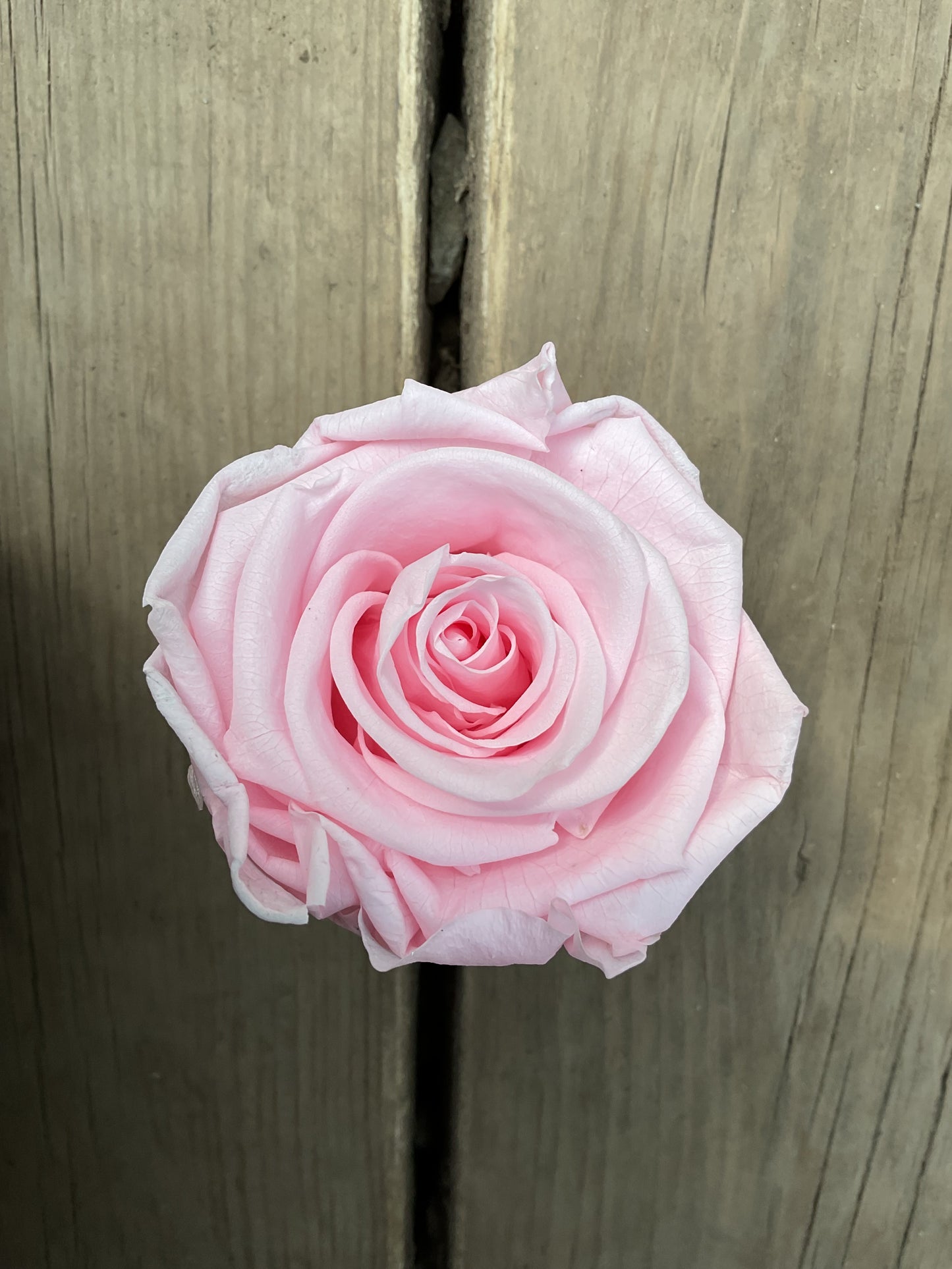 Rose Éternelle Format Moyen