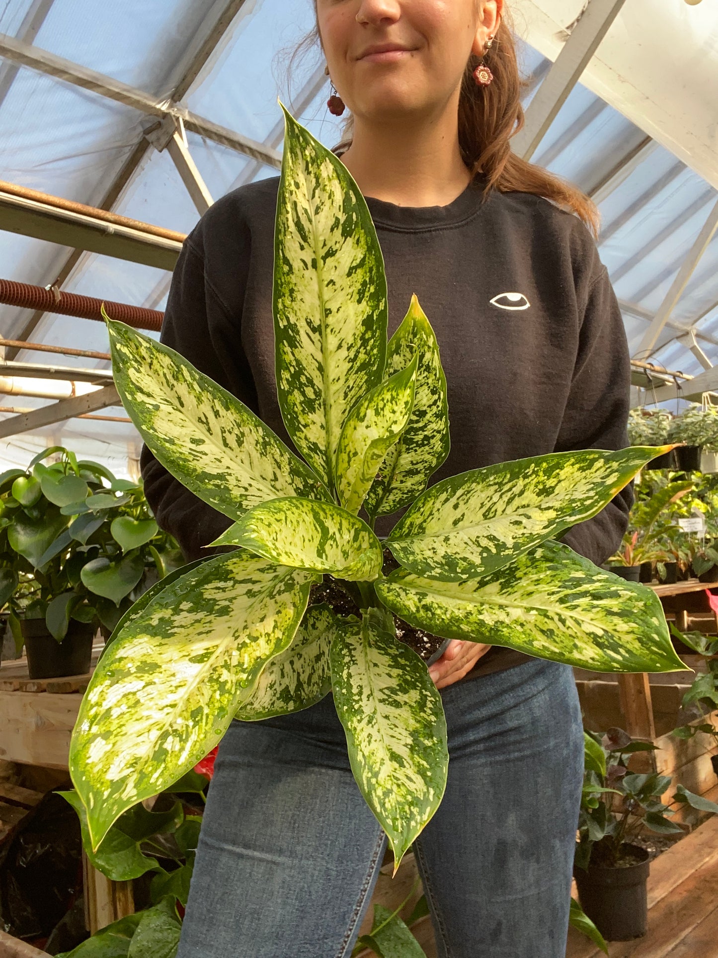 Dieffenbachia Star Bright