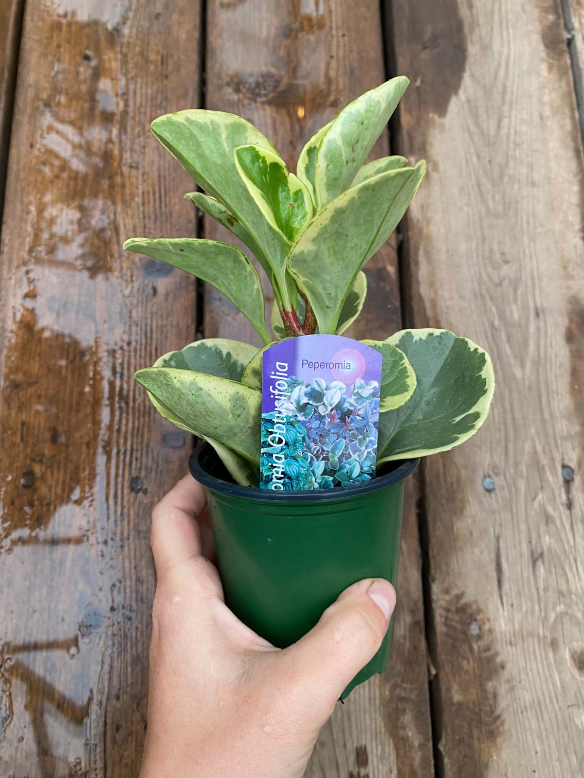 Peperomia Obtusifolia Marble