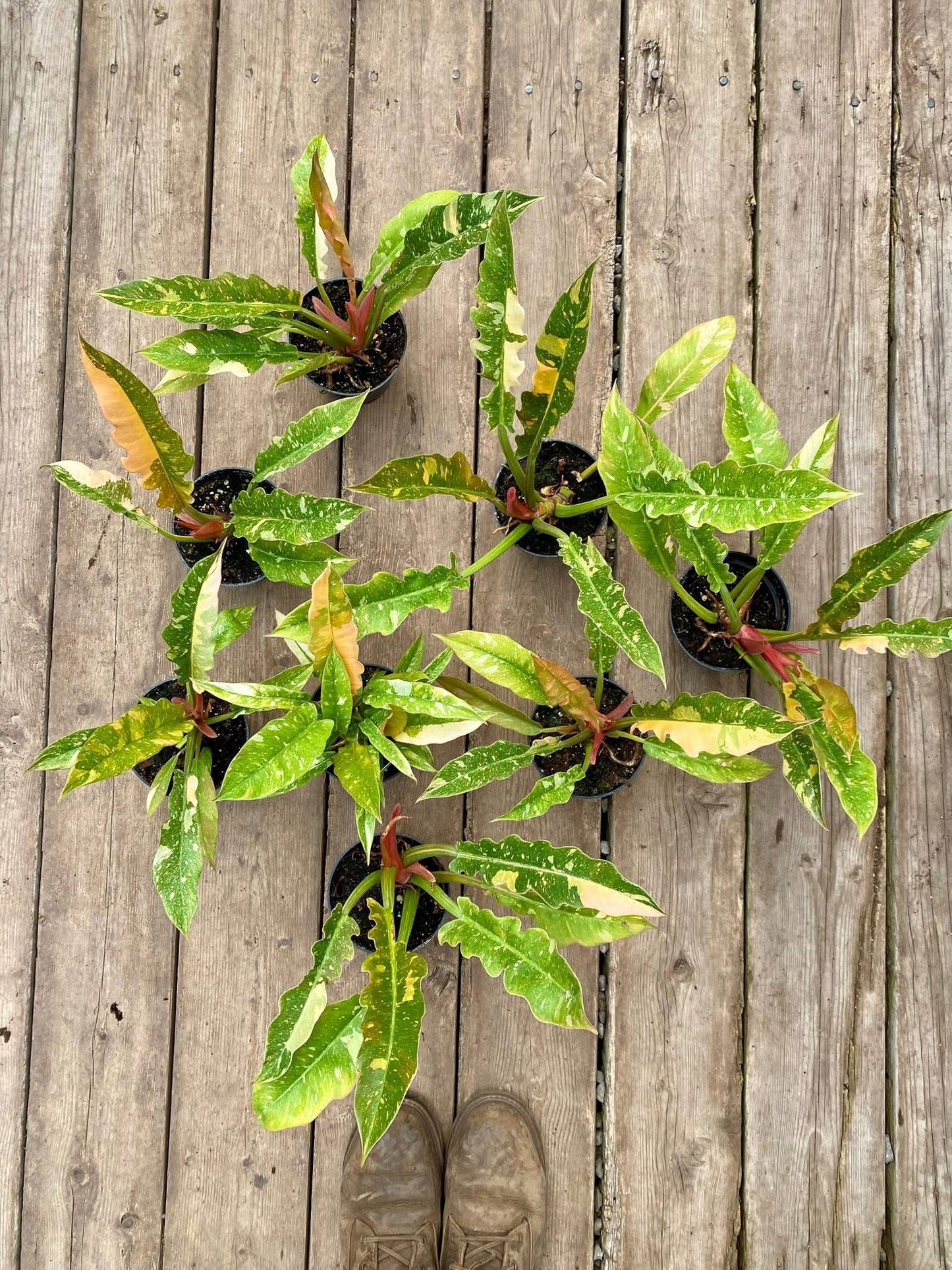 Philodendron-Ring of Fire Variegata