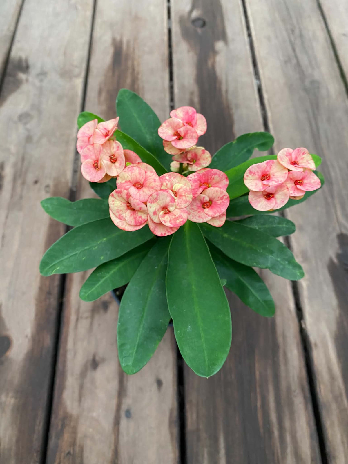 Euphorbia Milii
