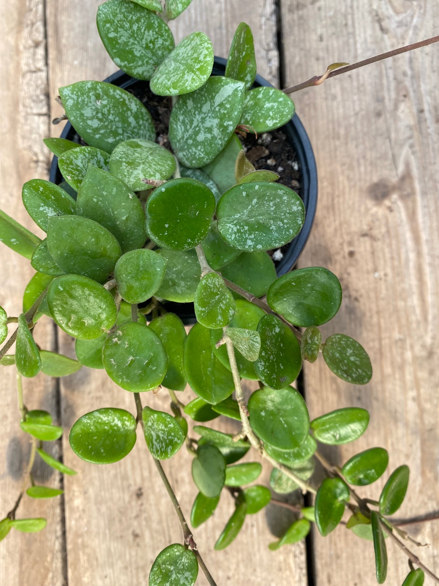 Hoya Mathilde Splash