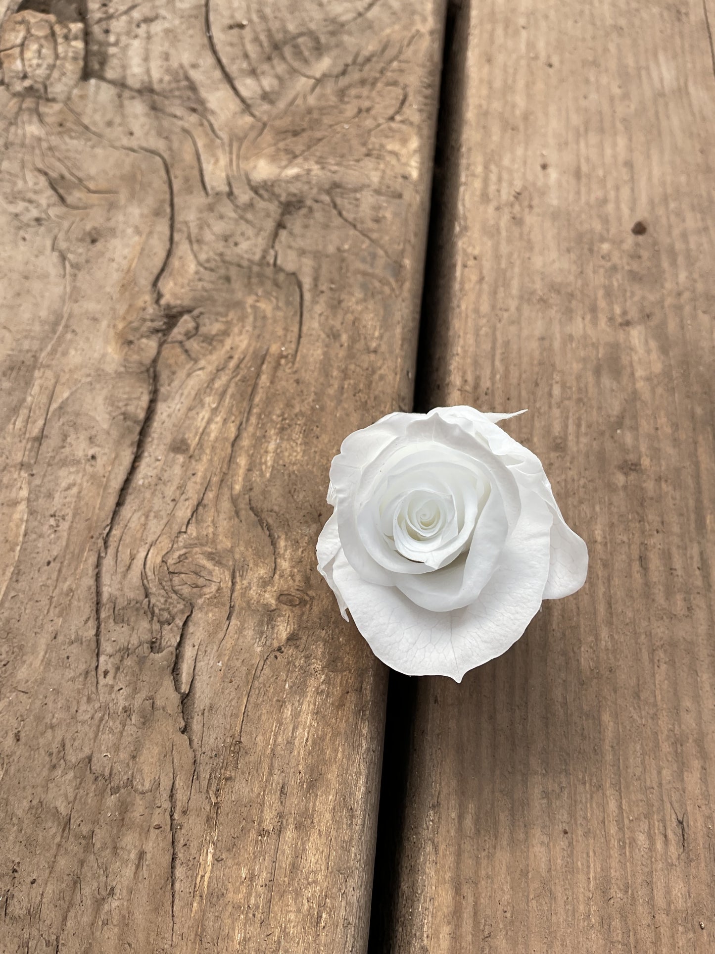 Mini roses éternelles