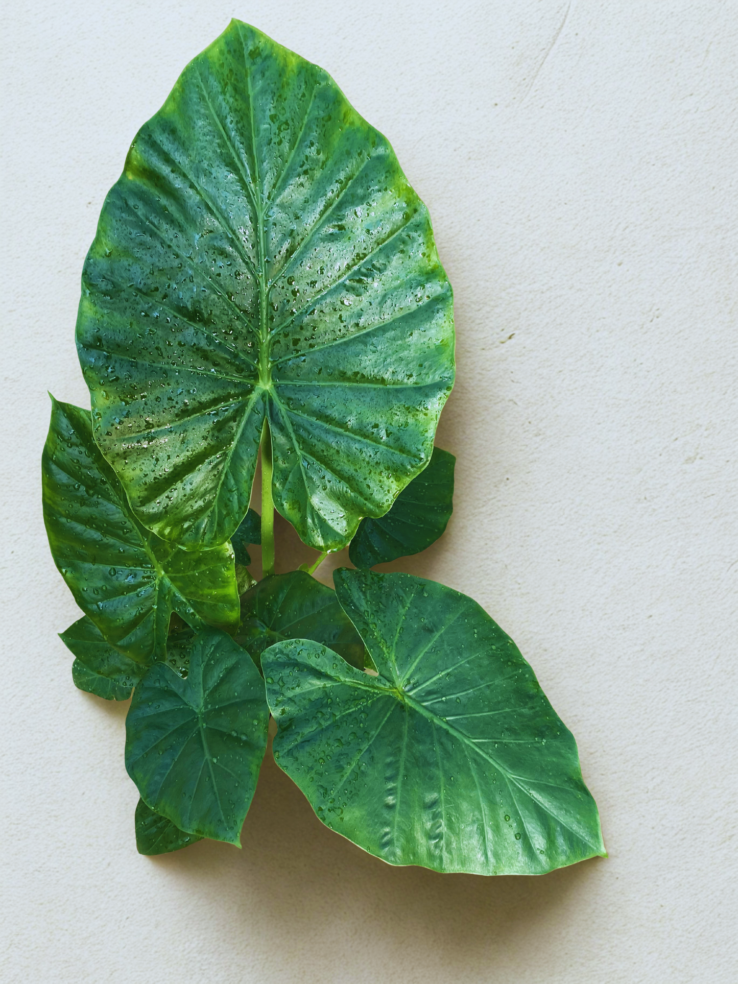 Colocasia