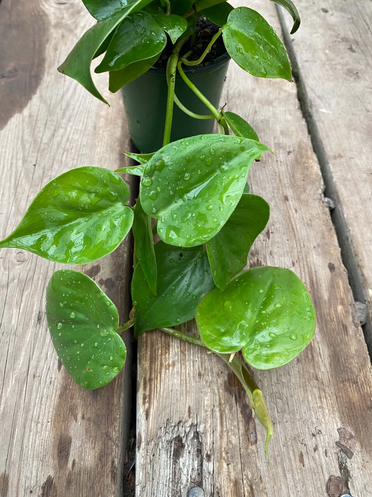 Philodendron Cordatum