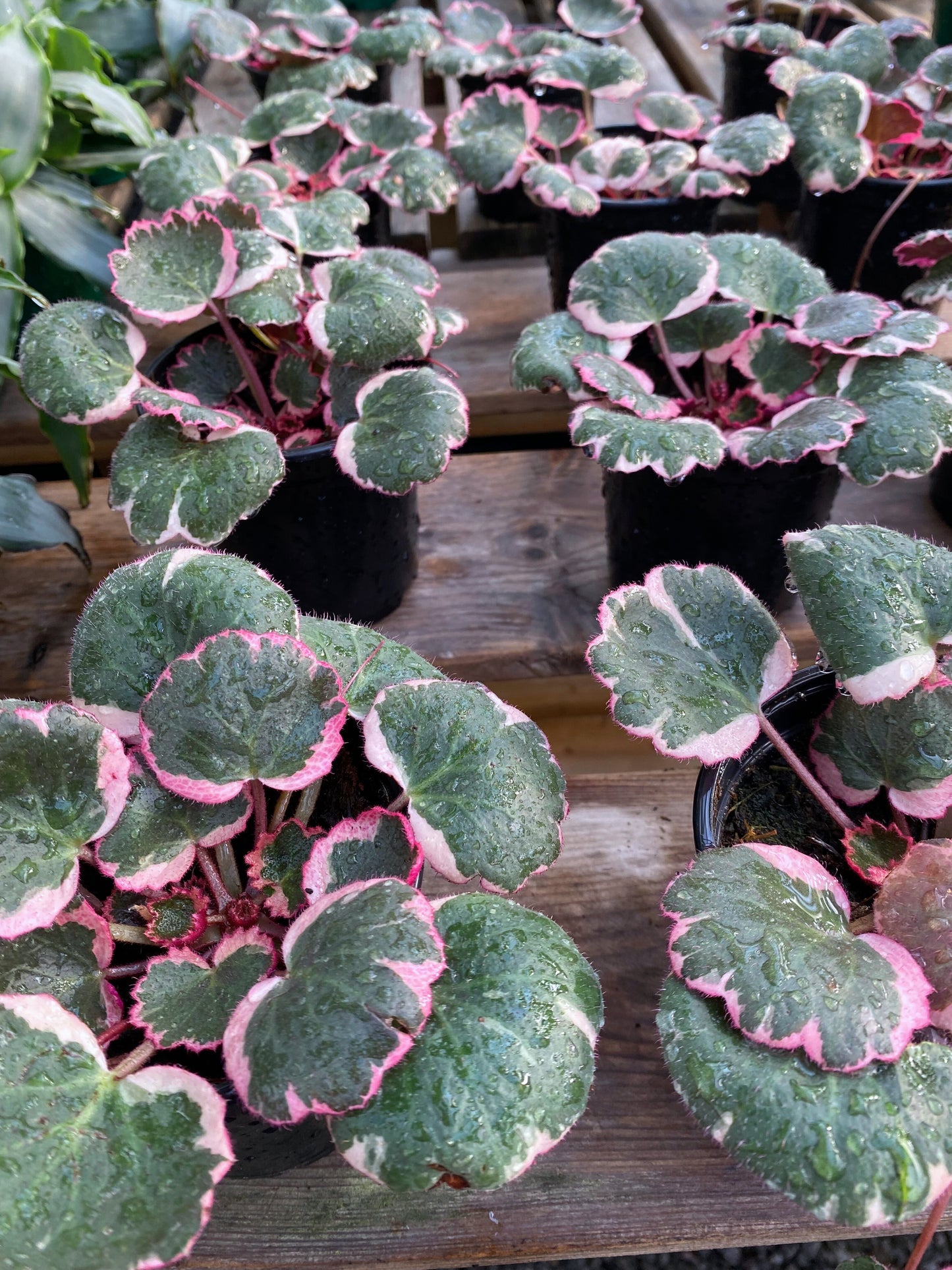 Bégonia strawberry tricolore