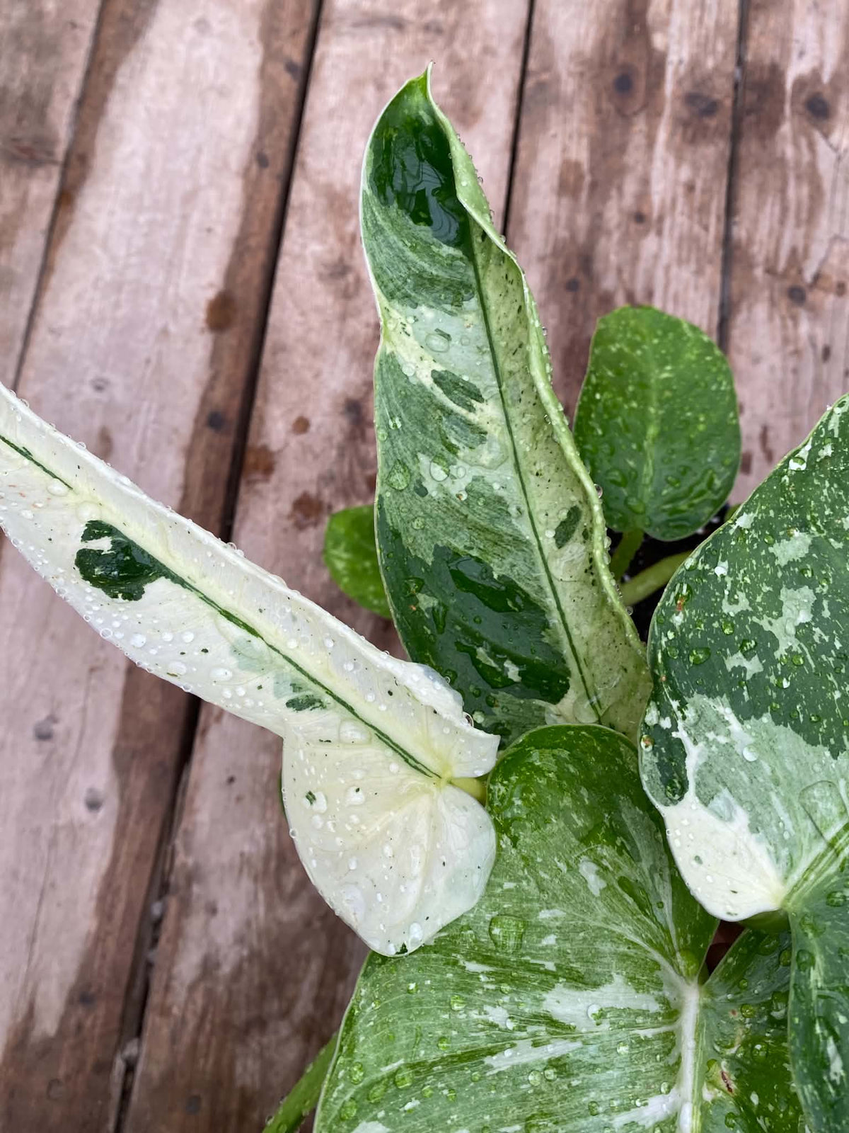 philodendron jose buono variegated