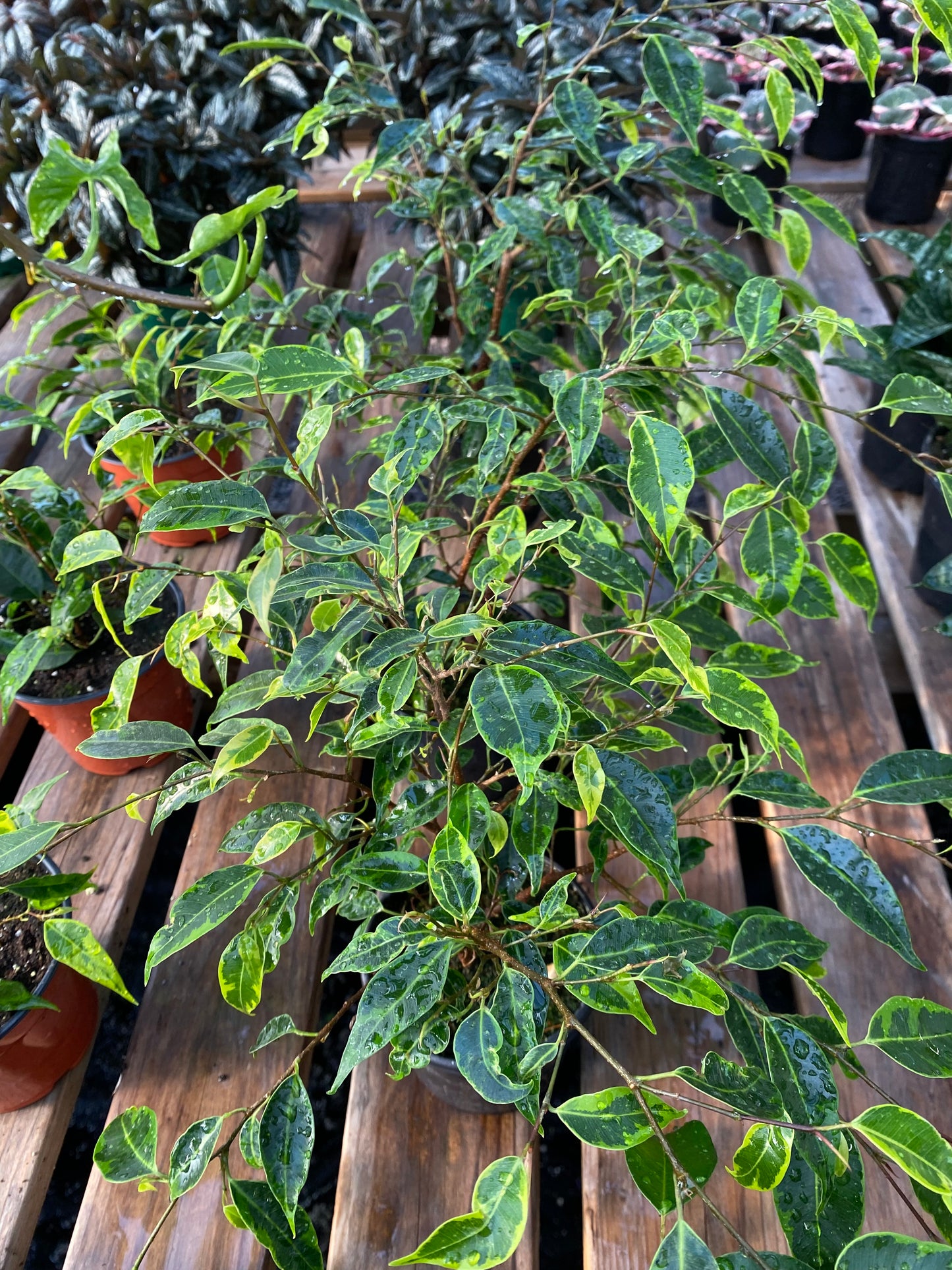Ficus Benjamina Panaché