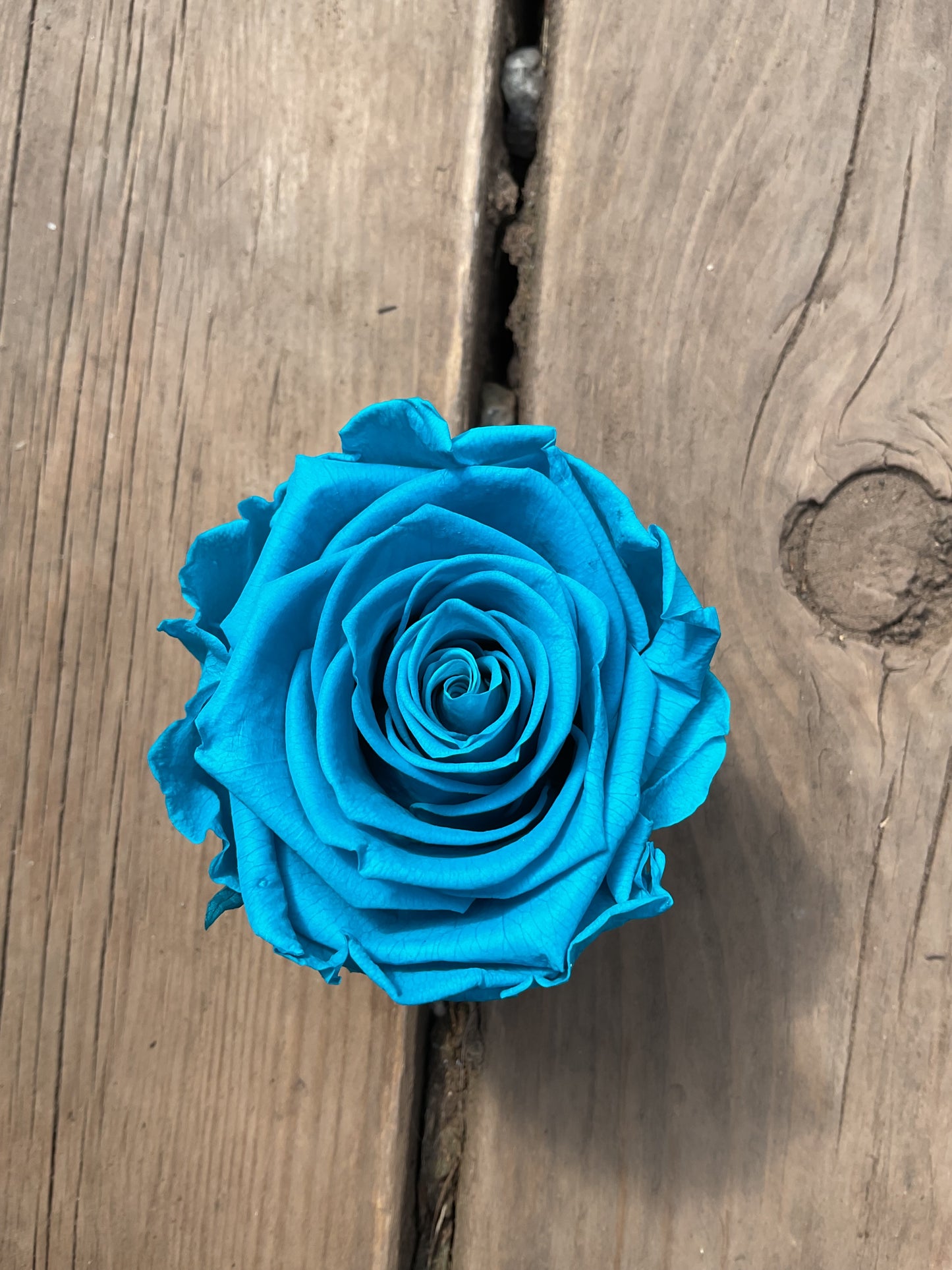 Rose éternelle grand format-court