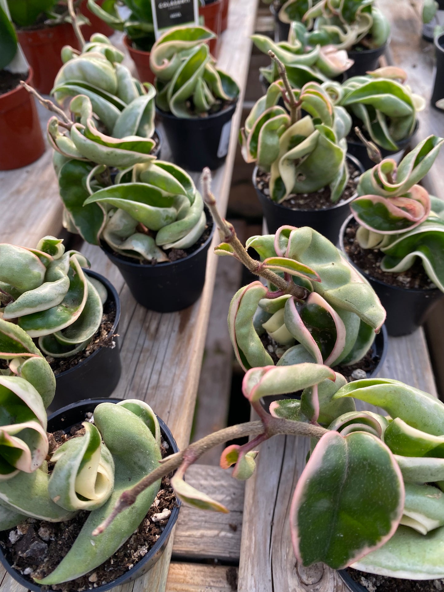 Hoya Compacta Albo Marginata