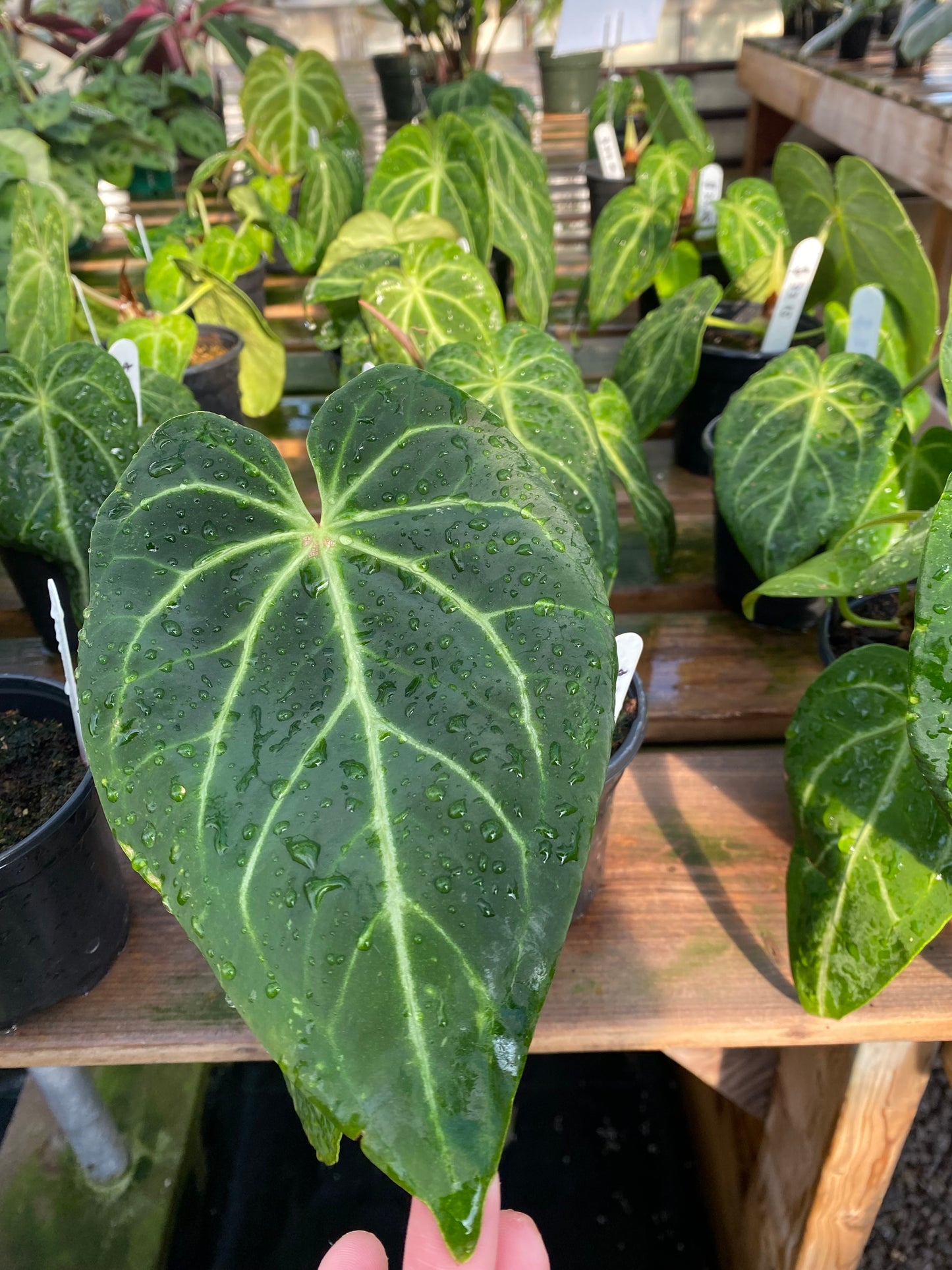 Anthurium Magnificum Hybrid