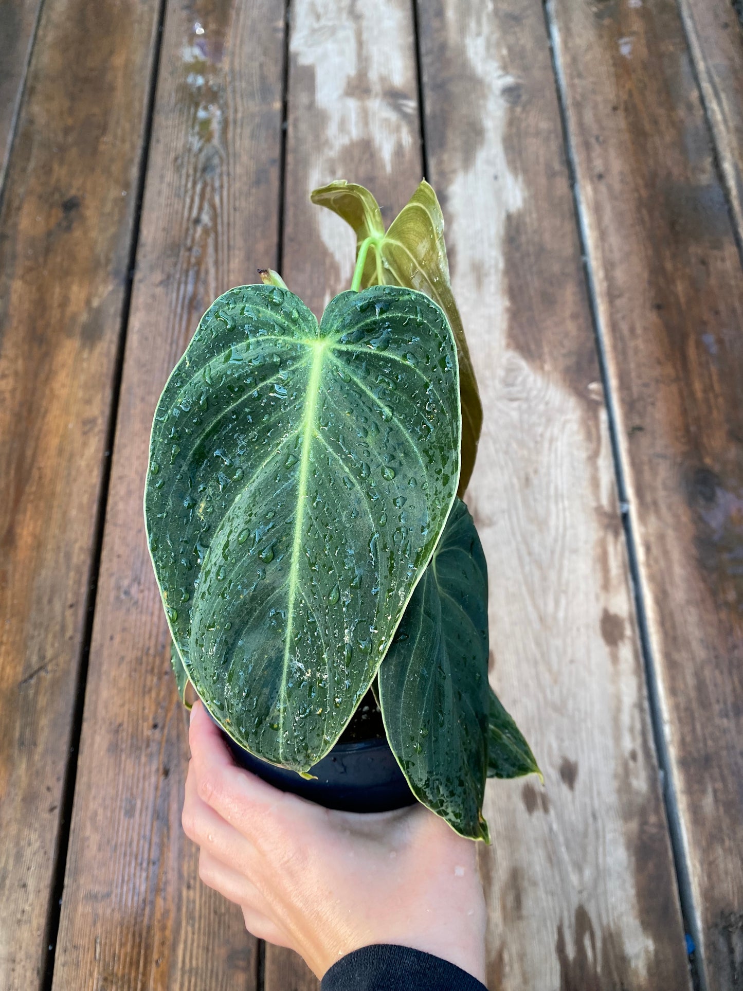 Philodendron Melanochrysum
