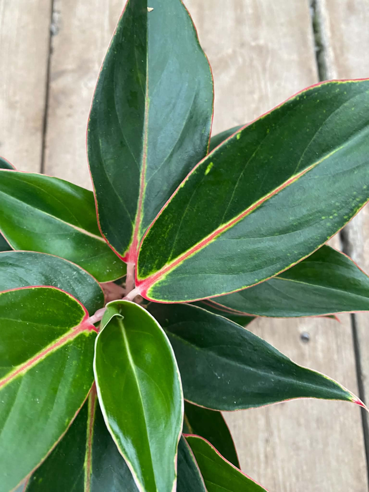 Aglaonema Jazzed Gems