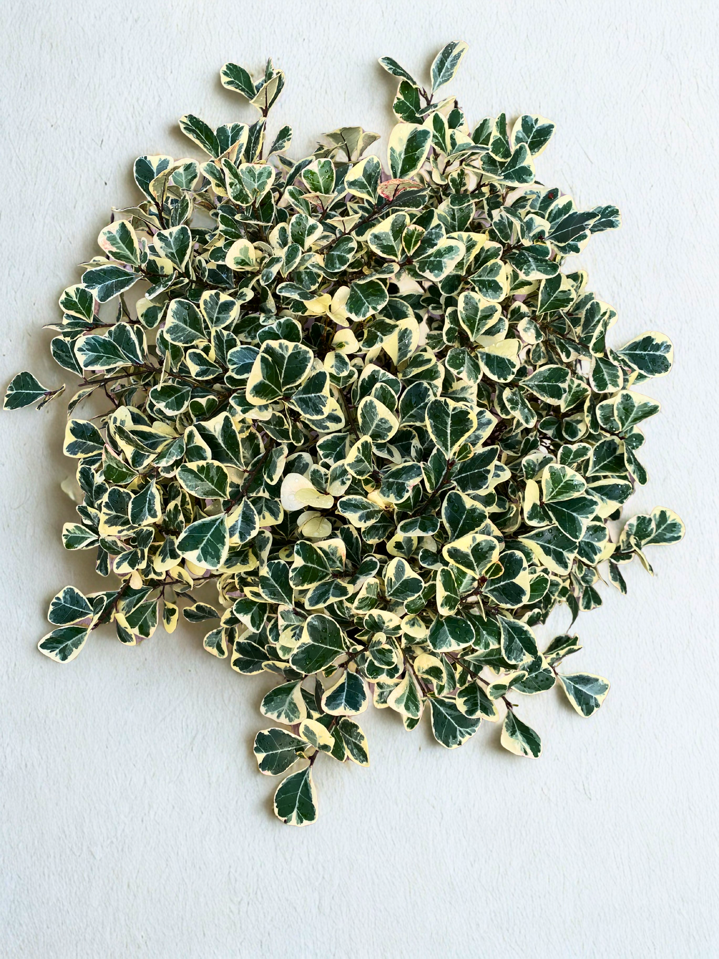 Ficus Triangularis Variegata