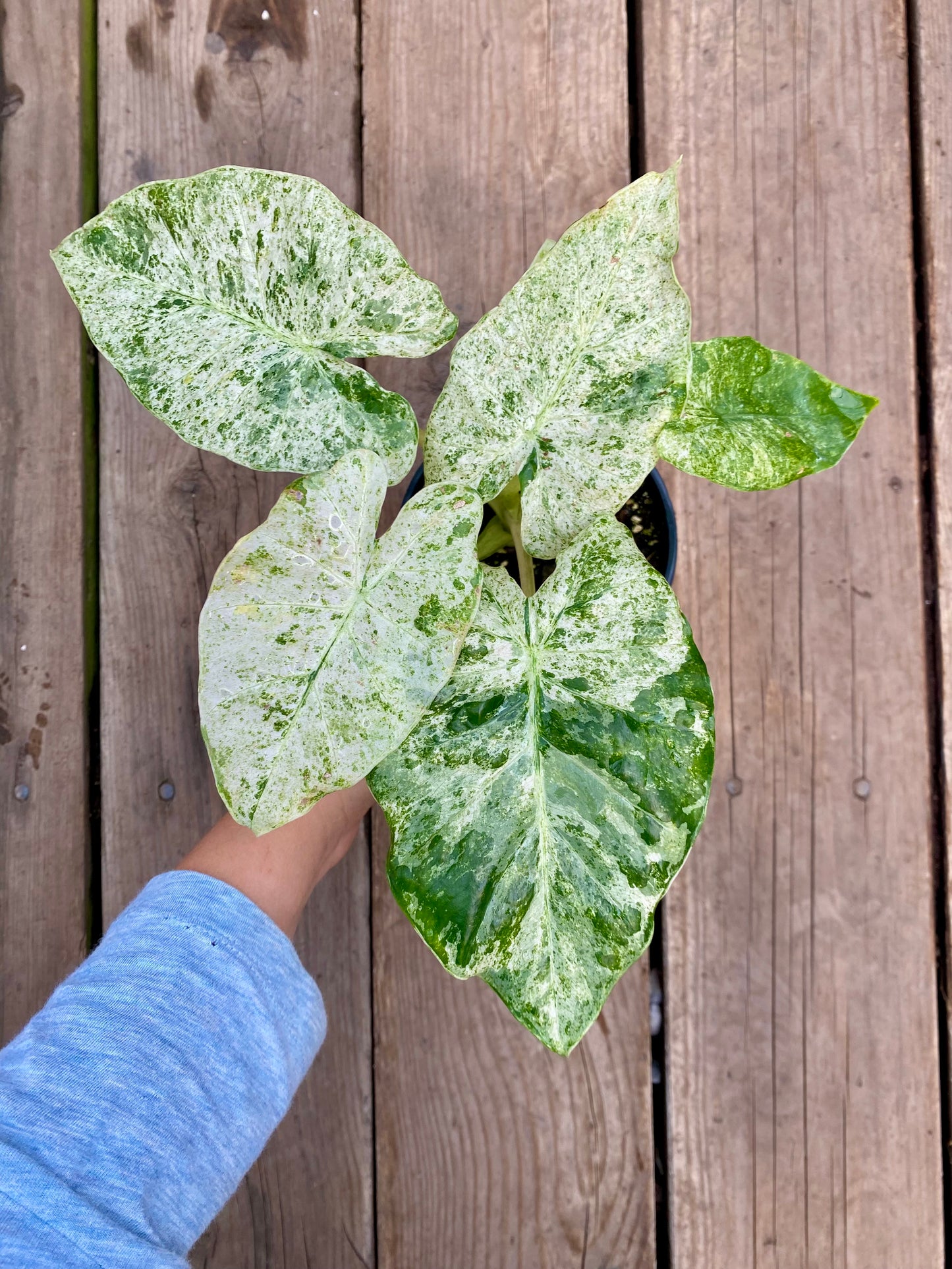 Alocasia macrorrhiza ‘Variegata’ – Élégance tropicale et feuillage panaché