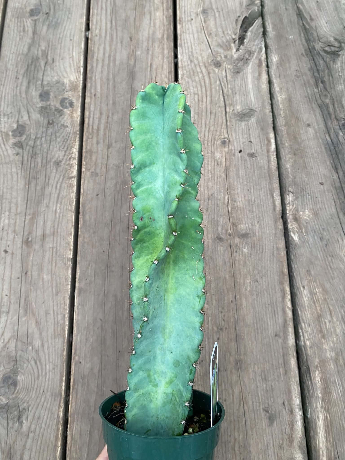 Cereus