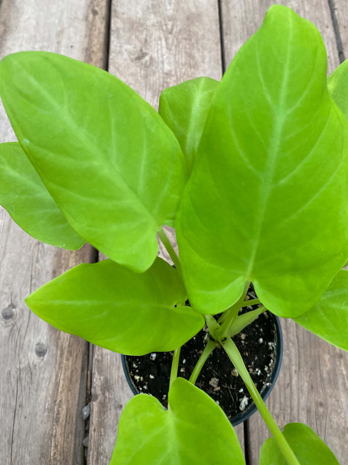 Alocasia Gold