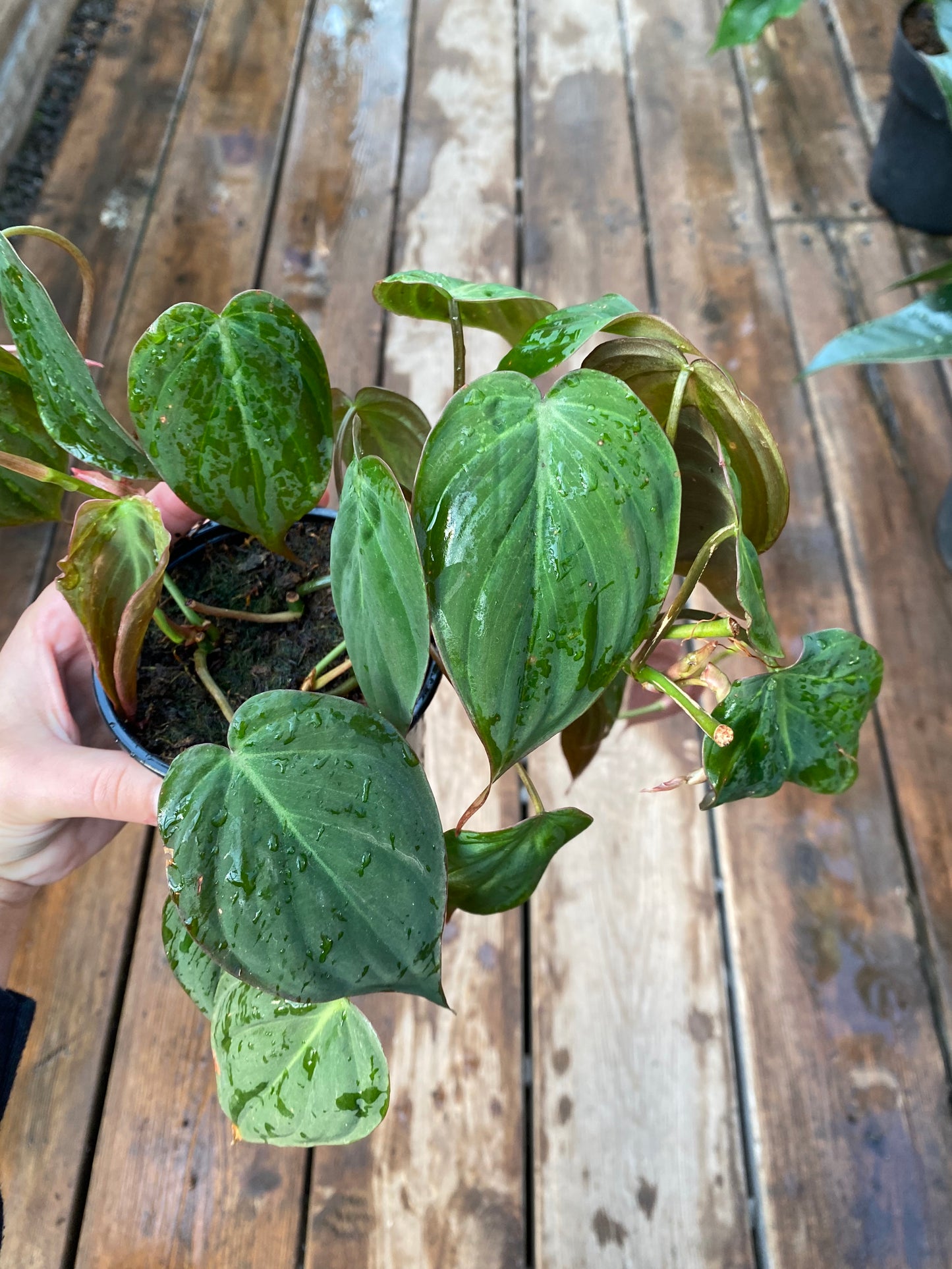 Philodendron Micans