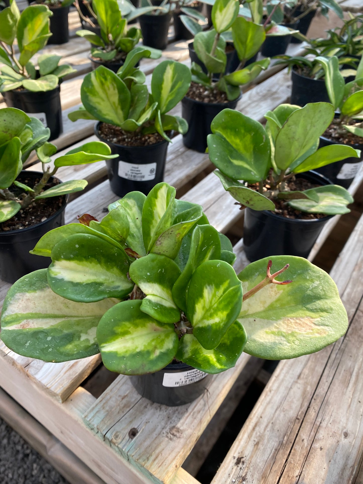 Hoya Obovata Variegata