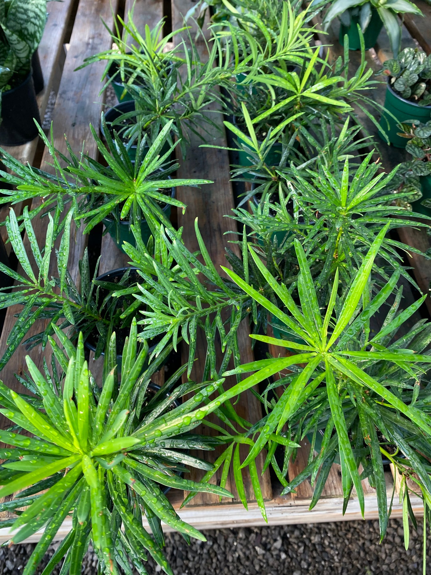 Podocarpus