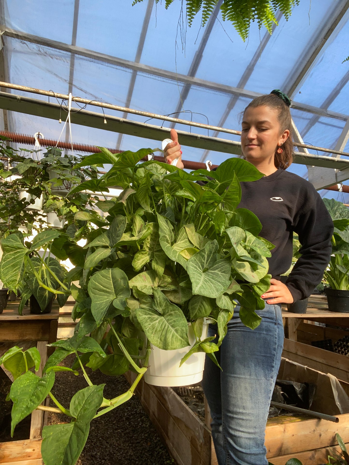 Syngonium Strawberry Confetti