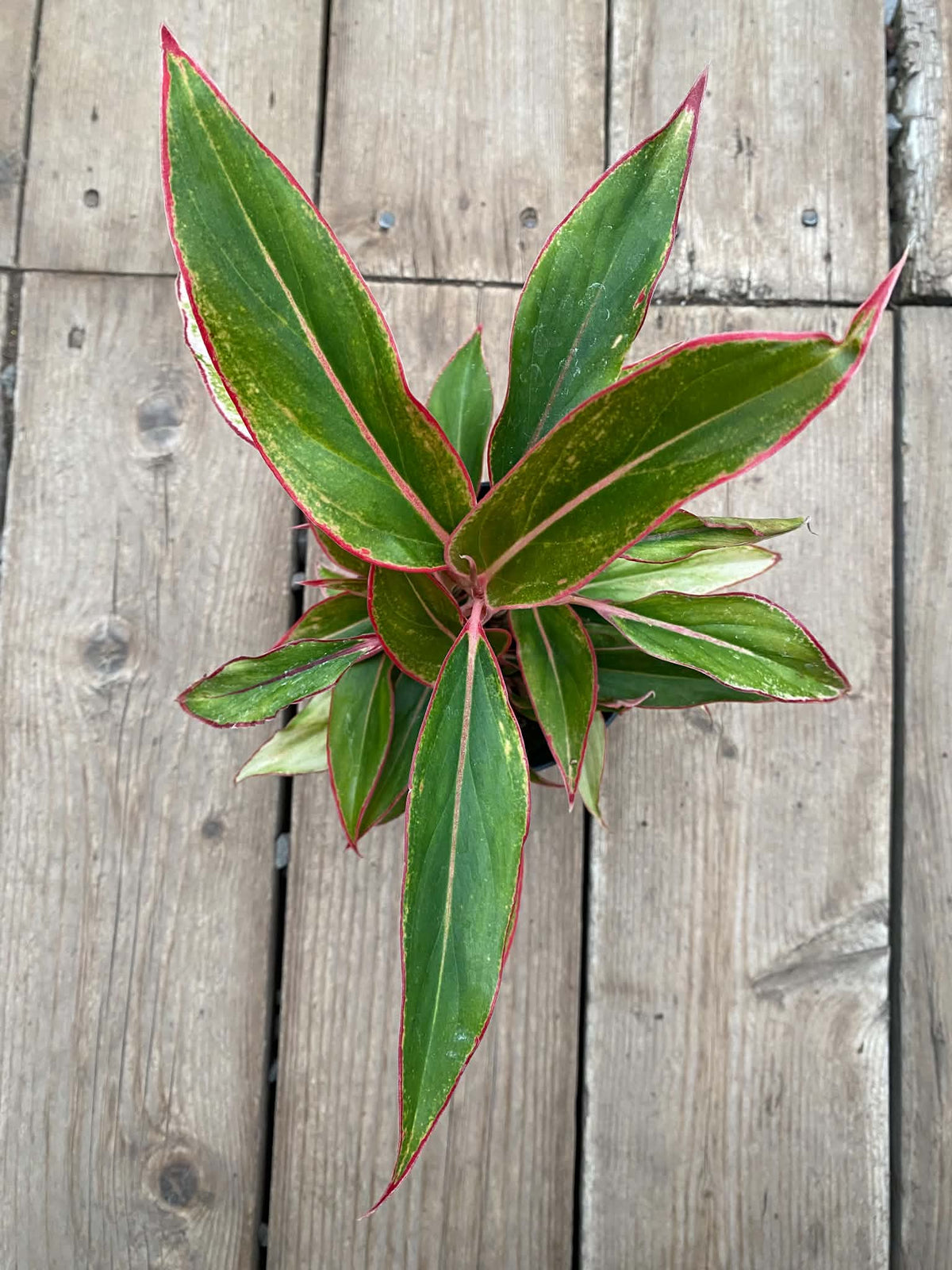 Aglaonema Siam Aurora