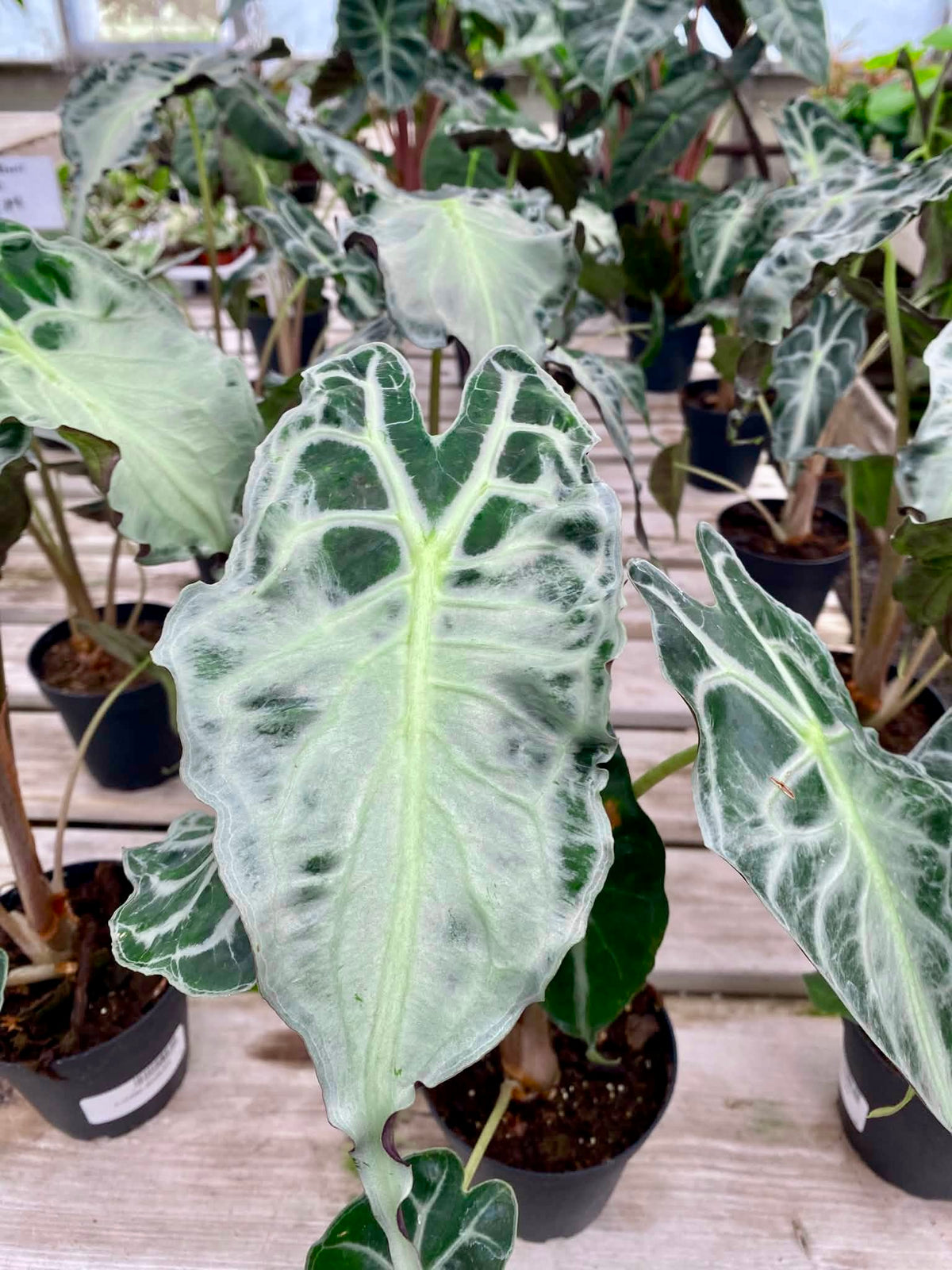 Alocasia Venom