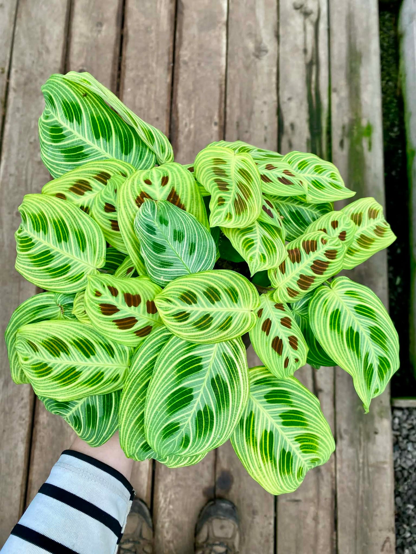 Maranta Gold Lines