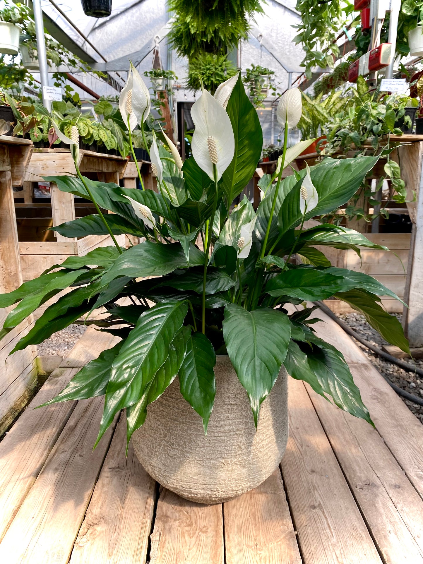 Spatiphyllum – Fleur de lune élégante et purificatrice d’air