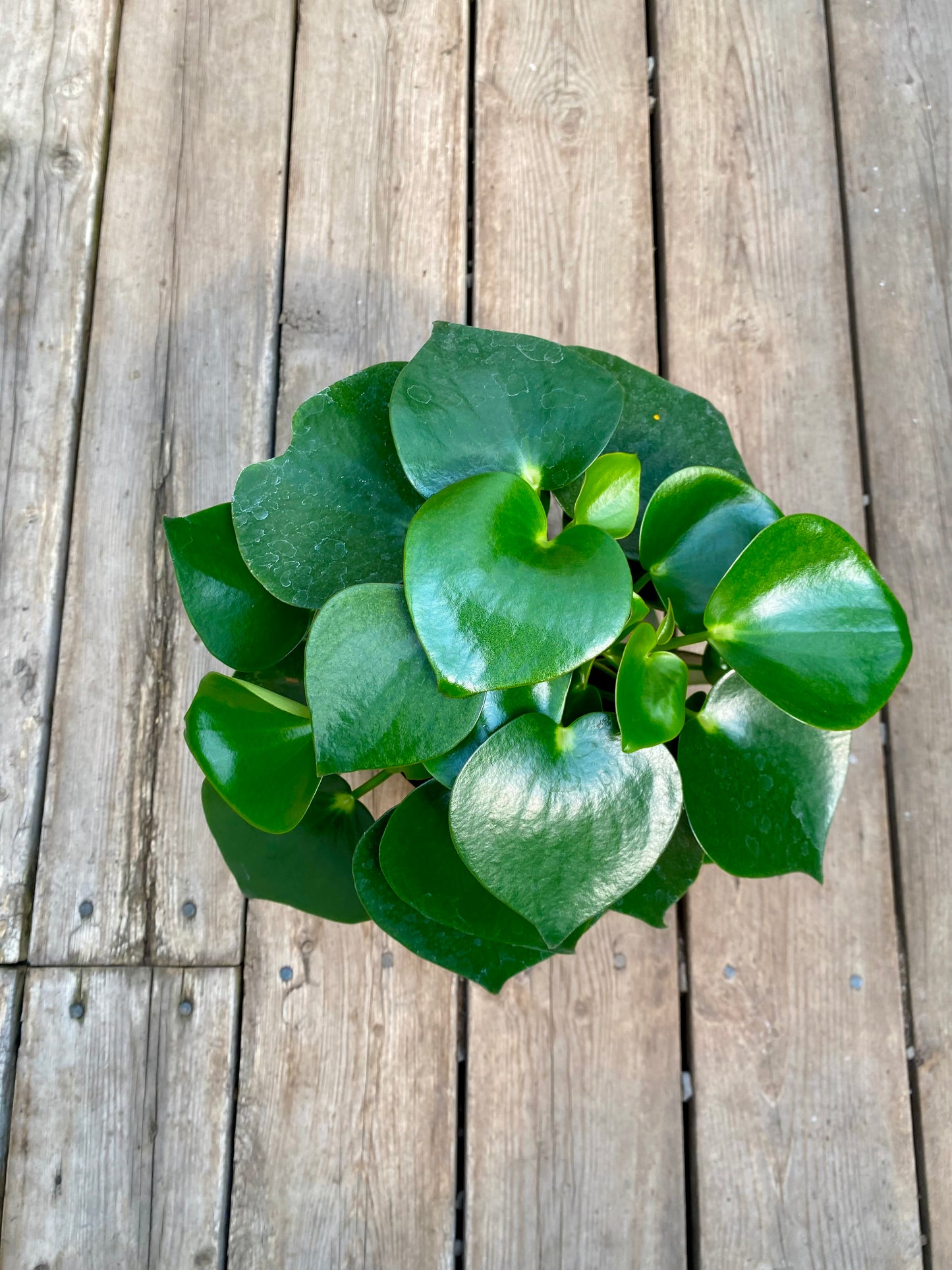 Peperomia Raindrop 6 pouces – Élégance tropicale et feuillage unique