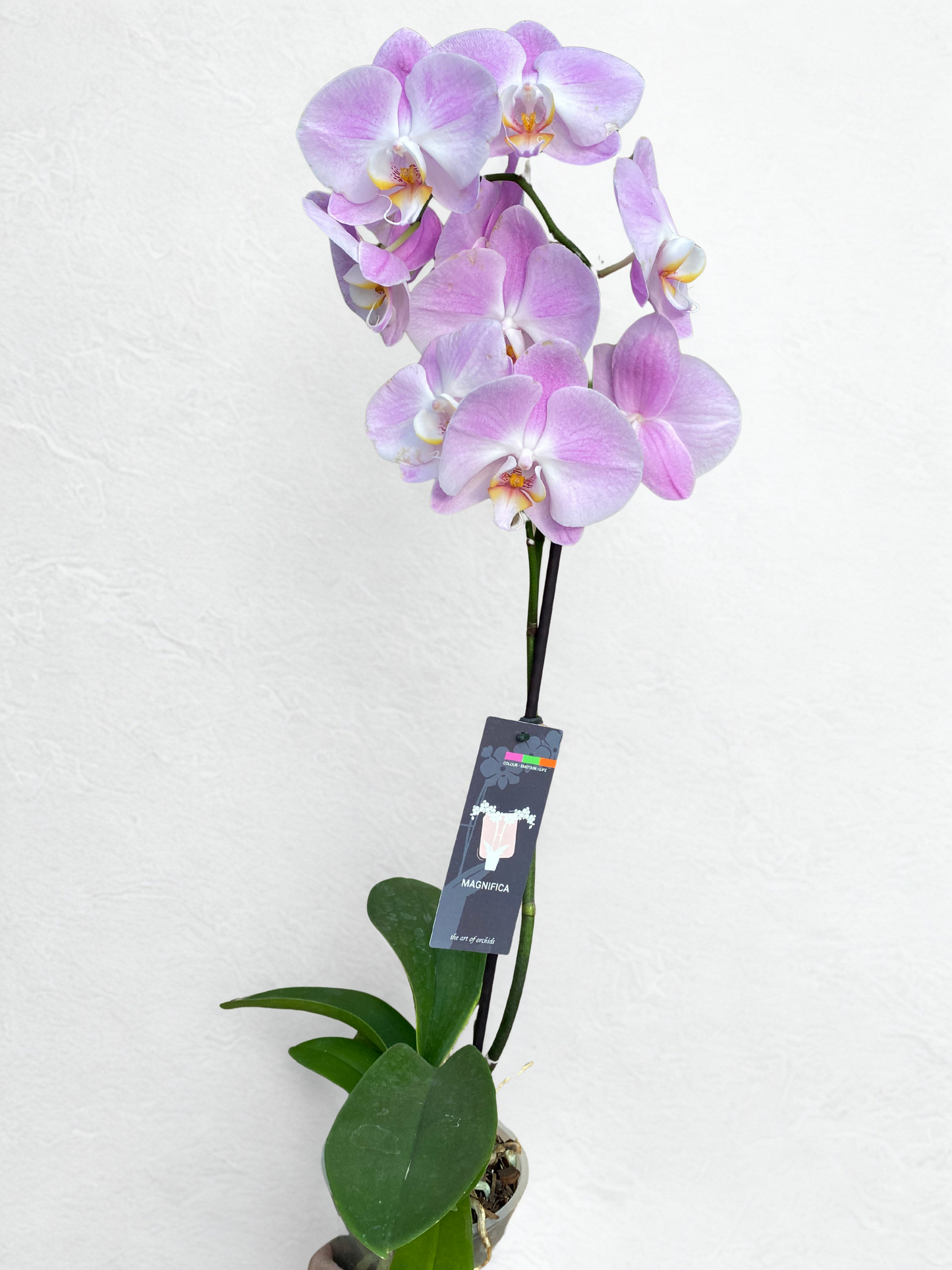Orchidée Phalaenopsis – Orchidée papillon
