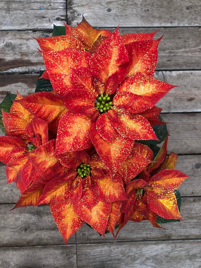 Magie de Noël – Poinsettias et décorations festives