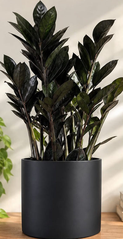 Zamioculcas