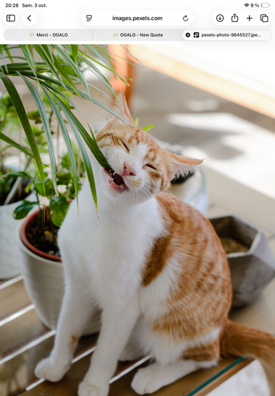 Non toxiques pour les animaux