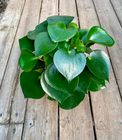 Peperomia Raindrop (Peperomia polybotrya),