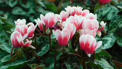 Nos Cyclamens