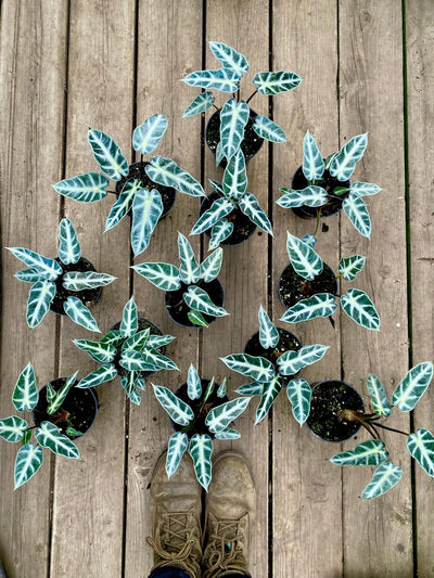 Plantes d’intérieur – Les Serres Roger Lagacé