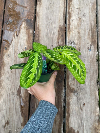 Maranta Lemon Lime