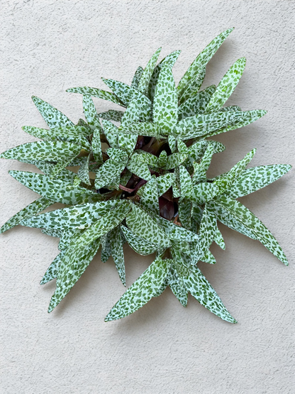 Ledebouria socialis