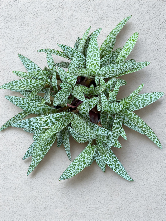Ledebouria socialis