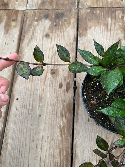 Hoya krohniana 'Black'
