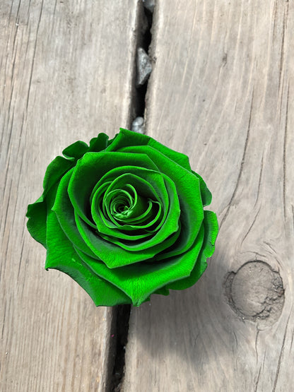 Rose Éternelle Format Moyen