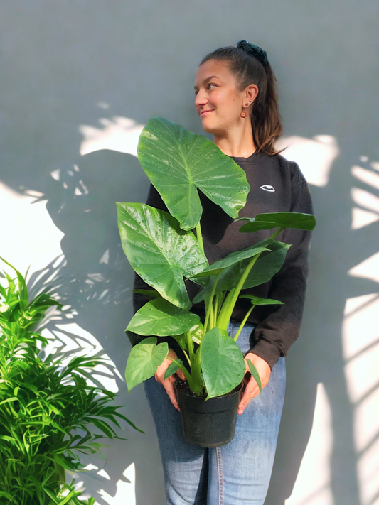 Colocasia