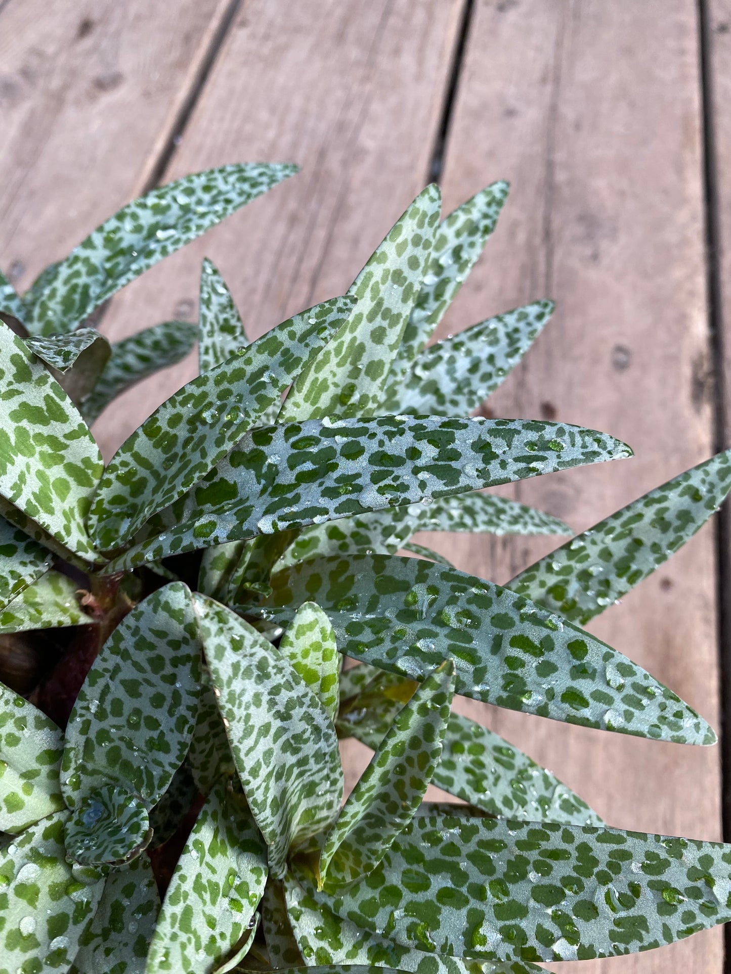 Ledebouria socialis