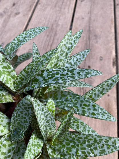 Ledebouria socialis