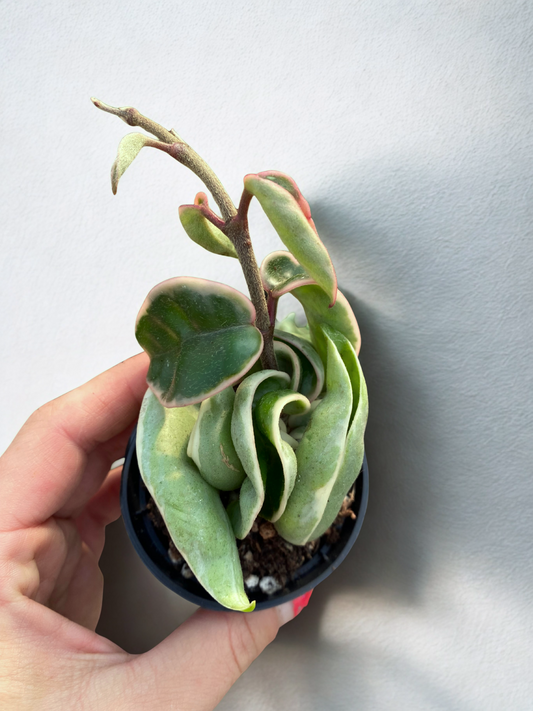 Hoya Compacta Albo Marginata