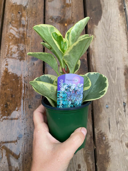 Peperomia Obtusifolia Marble