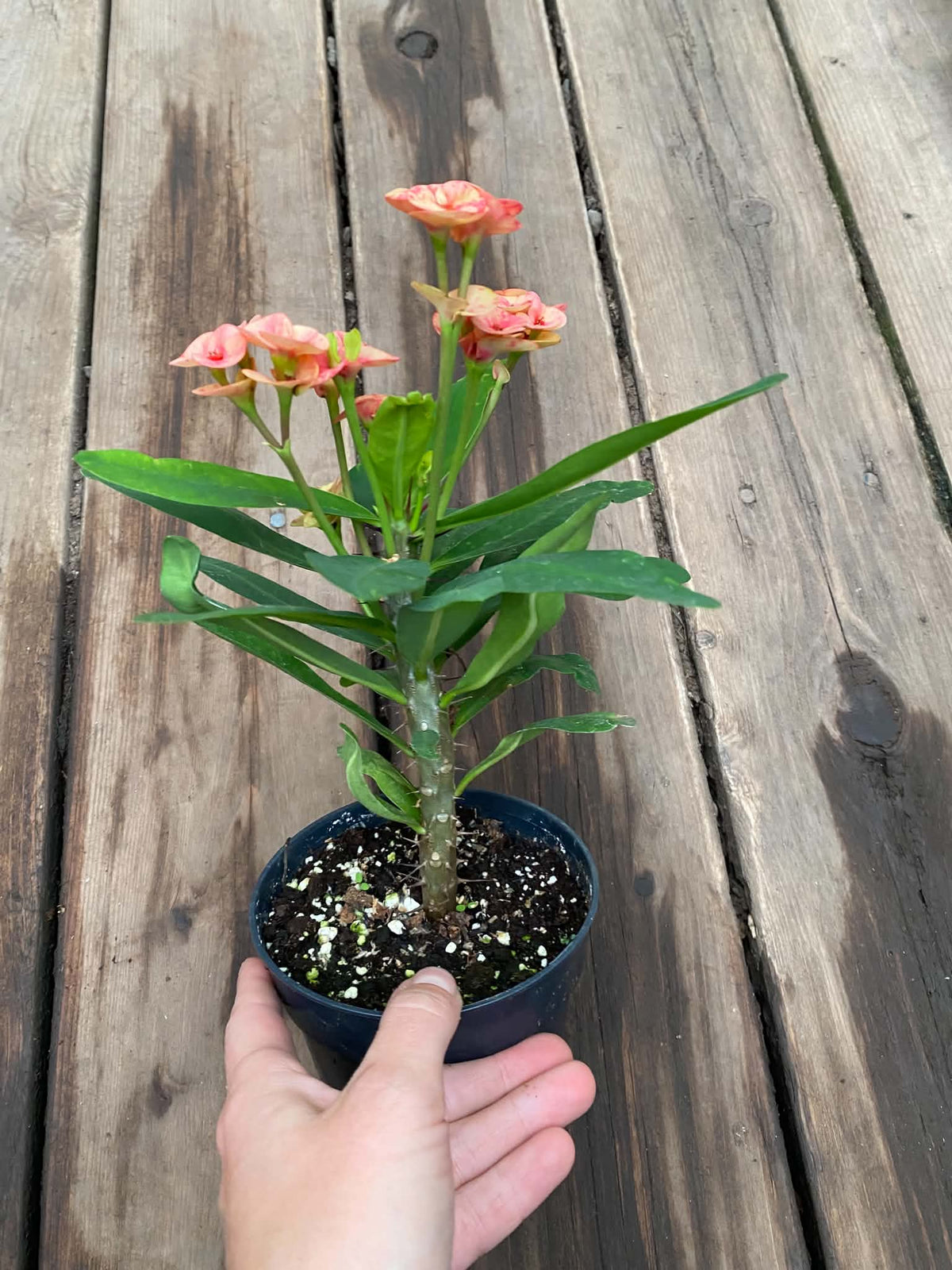 Euphorbia Milii