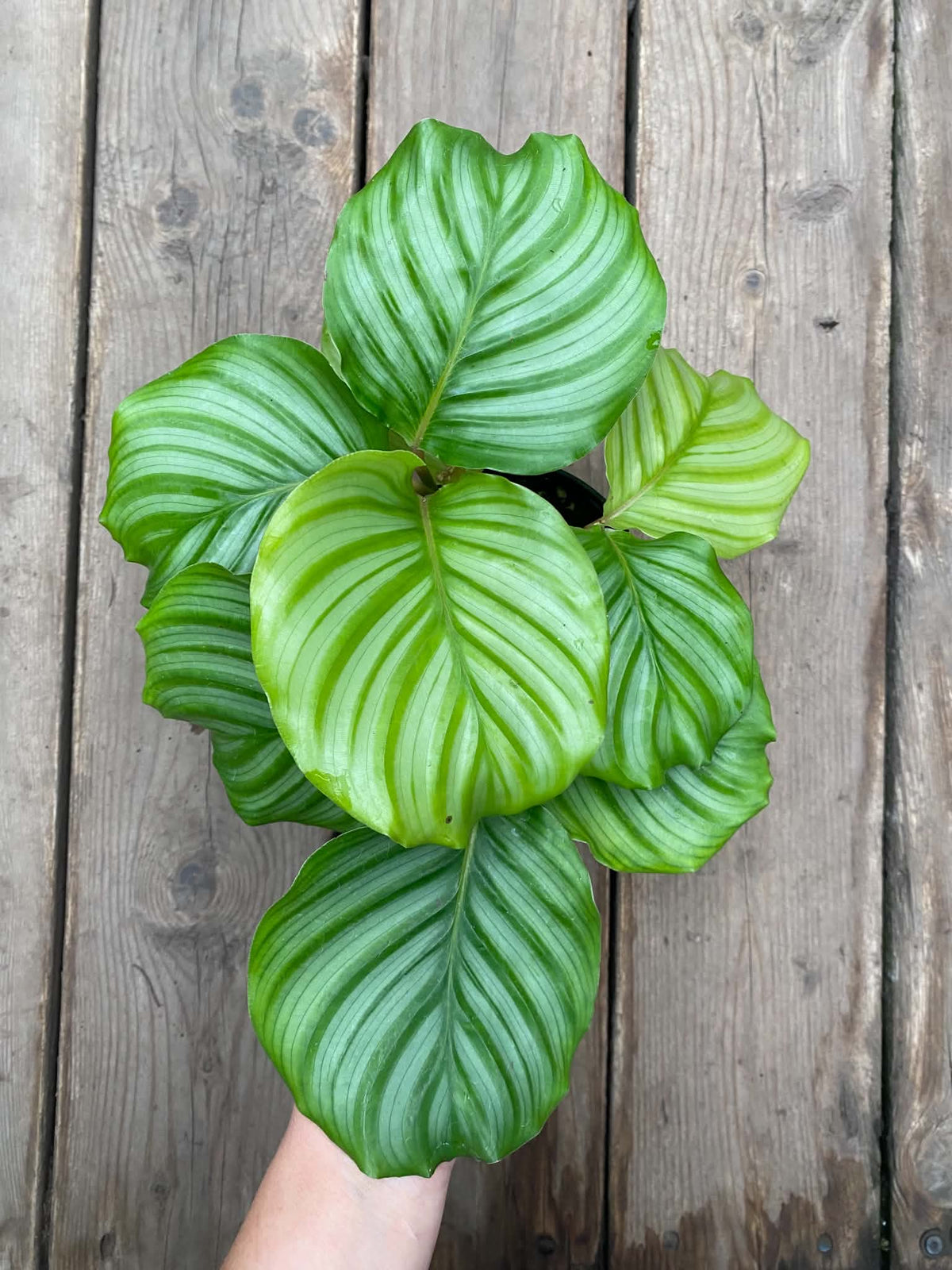Calathea Orbifolla