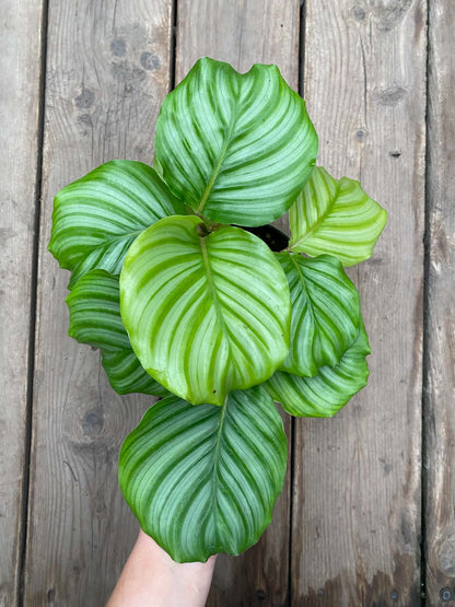 Calathea Orbifolla